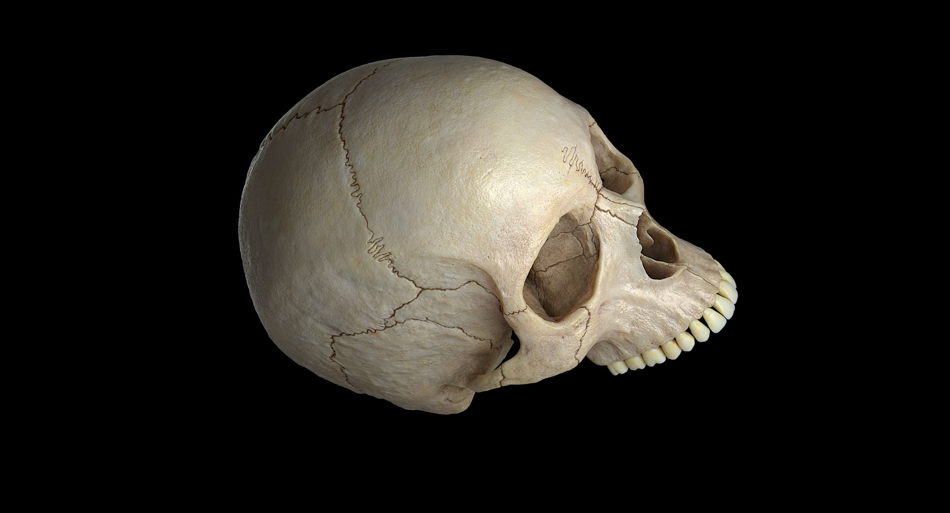 3D female skull bone https://p.turbosquid.com/ts-thumb/v7/yRrME1/Kt1KlKjT/007/png/1549407046/1920x1080/fit_q87/98aa05da6dc33307bca83c783ea080b2e2a24e85/007.jpg