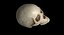 Skull Female