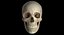 Skull Female
