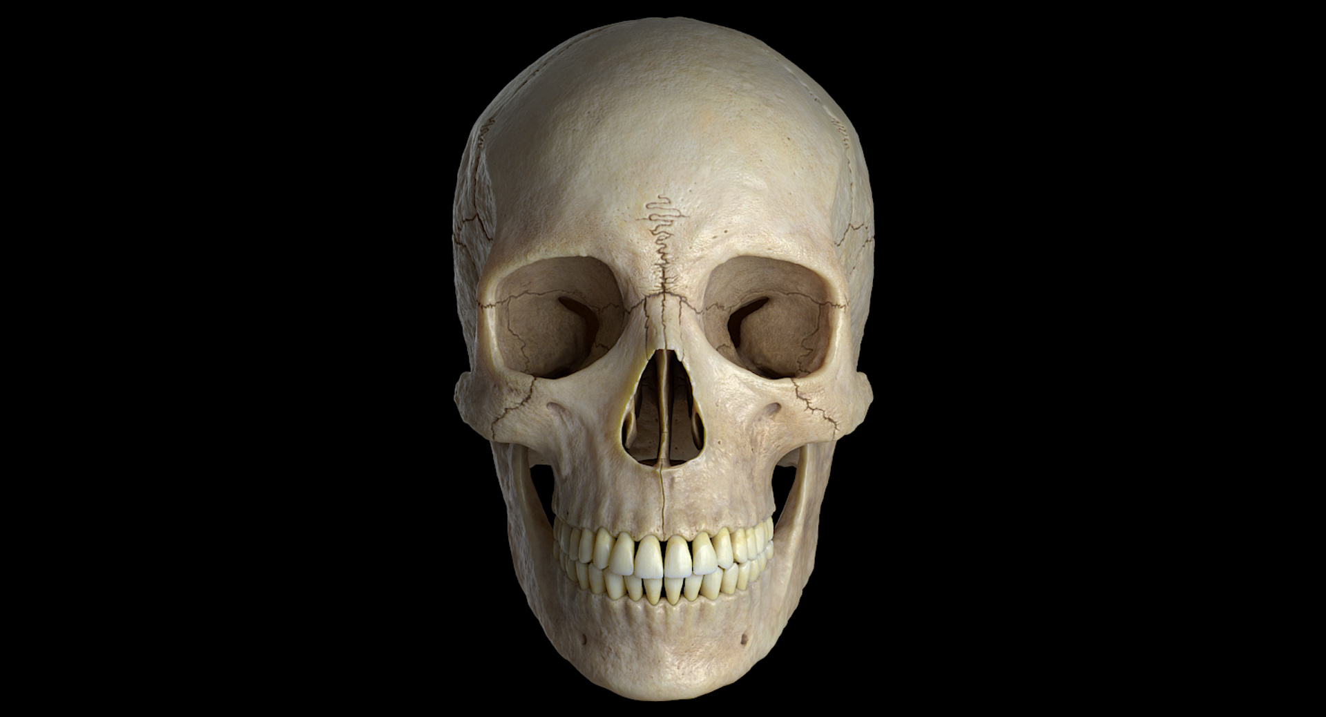 3D female skull bone https://p.turbosquid.com/ts-thumb/v7/yRrME1/O1G45uBQ/skull_female_anim/png/1549407172/1920x1080/turn_fit_q99/634fda06411a33f9d7c492692780de8c72dcbea8/skull_female_anim-1.jpg