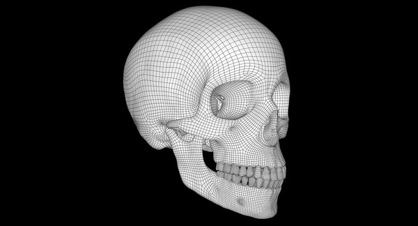 3D female skull bone - TurboSquid 1375441