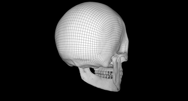 3d Female Skull Bone - Turbosquid 1375441