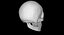 Skull Female