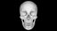 Skull Female