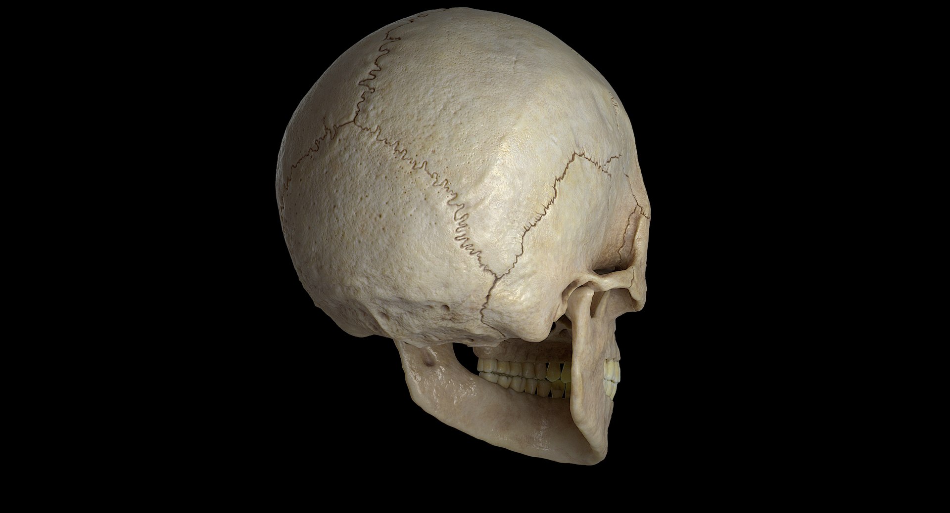 3D female skull bone https://p.turbosquid.com/ts-thumb/v7/yRrME1/qMYfuC7Q/004/png/1549407046/1920x1080/fit_q87/5fc057880315f19bc29ccd02a7eba557d58555e0/004.jpg