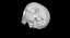 Skull Female