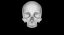 Skull Female