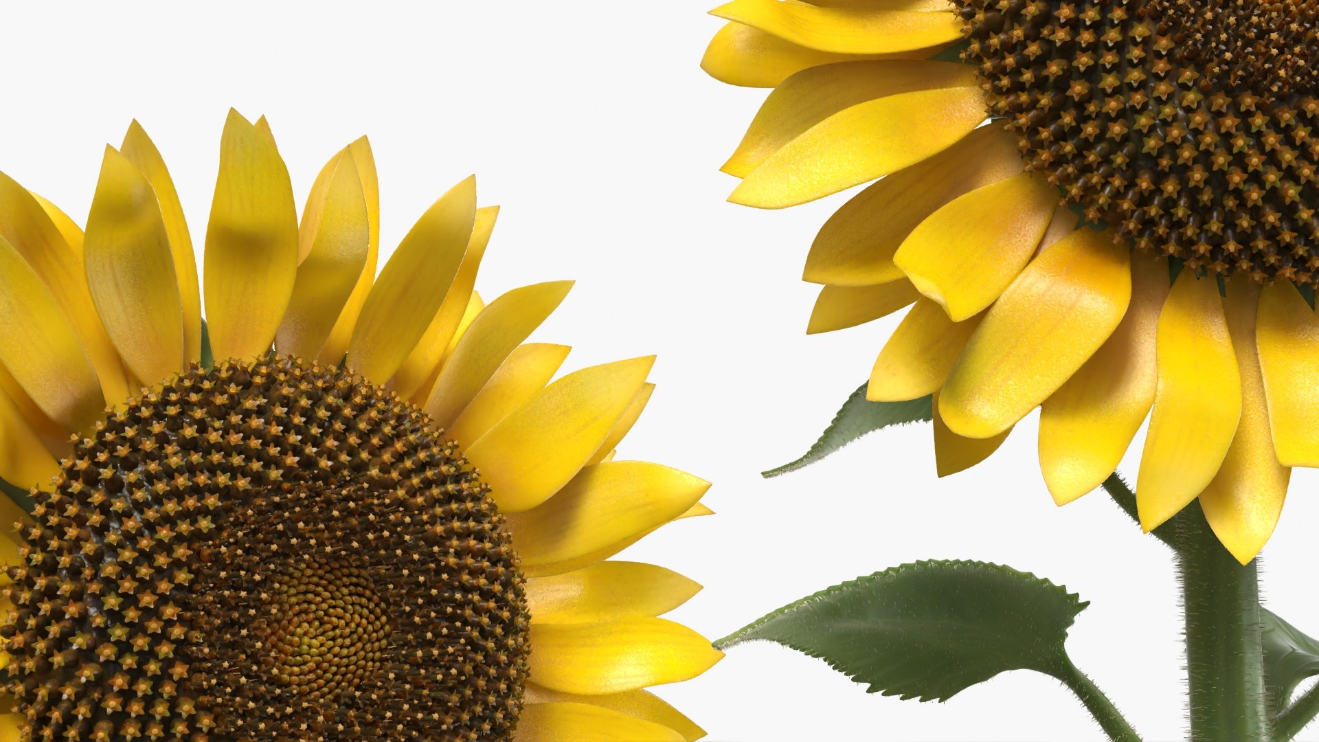 3D model Blooming Sunflower Stem Tall Fur https://p.turbosquid.com/ts-thumb/v8/DIENFA/Pw/blooming_sunflower_stem_tall_fur_005/jpg/1761009021/1920x1080/fit_q87/07e5dbd9c4750db30c6f7a539253b248efbab9ae/blooming_sunflower_stem_tall_fur_005.jpg