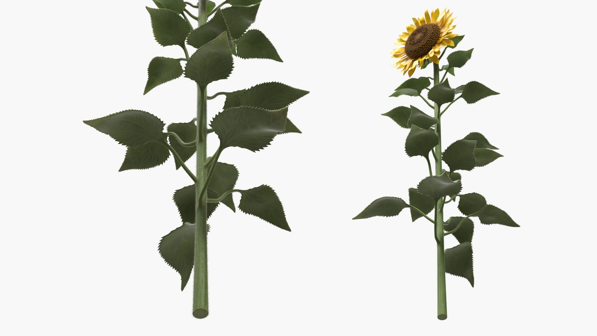3D model Blooming Sunflower Stem Tall Fur https://p.turbosquid.com/ts-thumb/v8/DIENFA/Vp/blooming_sunflower_stem_tall_fur_006/jpg/1761009025/1920x1080/fit_q87/1795d388ccfa4e714421102b0a5309f071a79c99/blooming_sunflower_stem_tall_fur_006.jpg