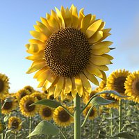 Blooming Sunflower Stem Tall Fur