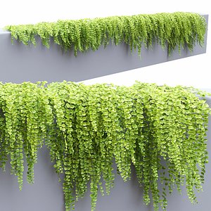 Lysimachia nummularia creeping 02
