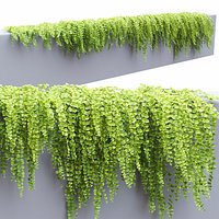 Lysimachia nummularia creeping 02