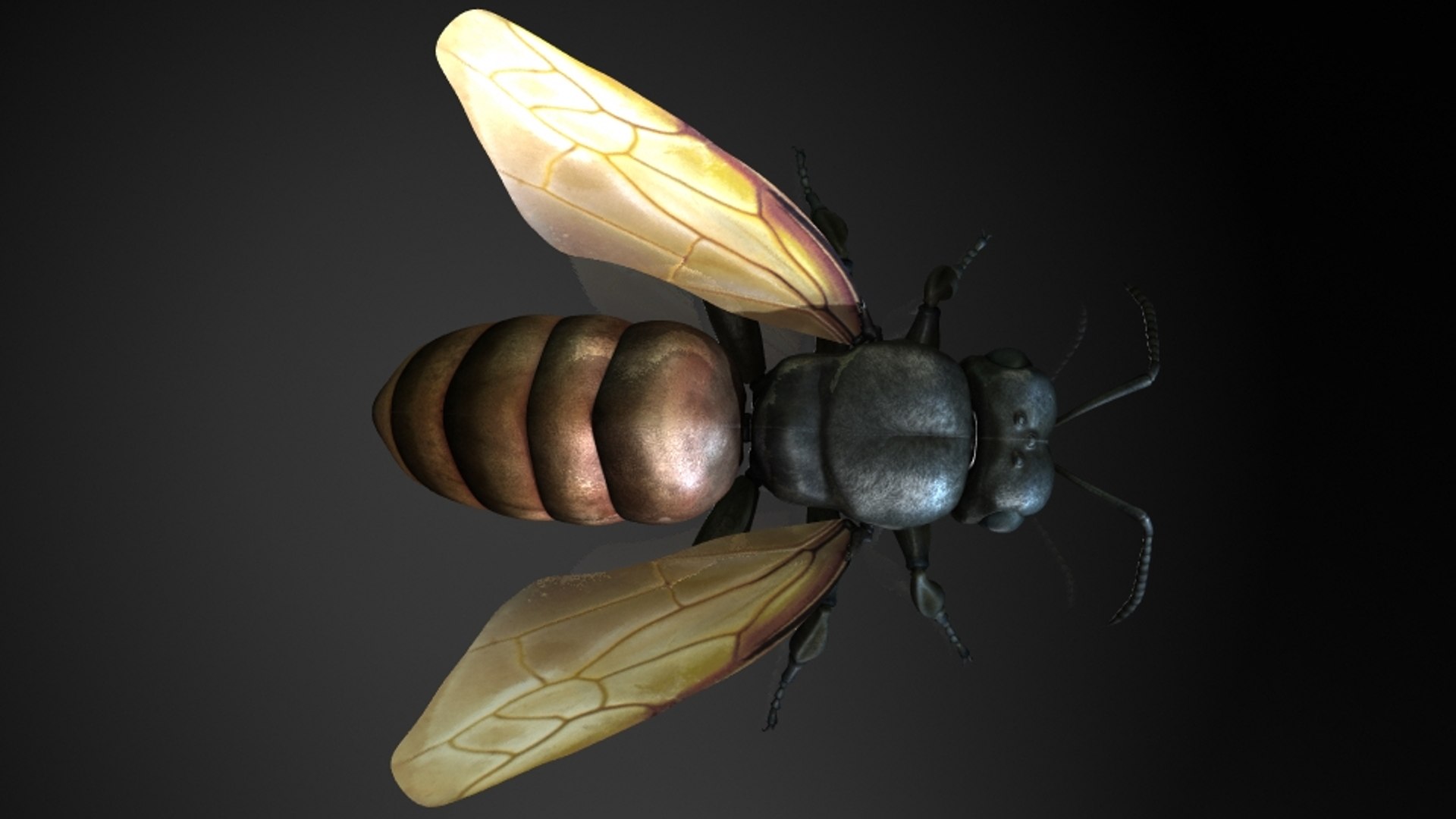 killer bees 3D https://p.turbosquid.com/ts-thumb/v8/HG56a9/1BSOckEW/2/jpg/1536113752/1920x1080/fit_q87/8c4ab8c65a9551cf681e9444073bfe589e32f689/2.jpg