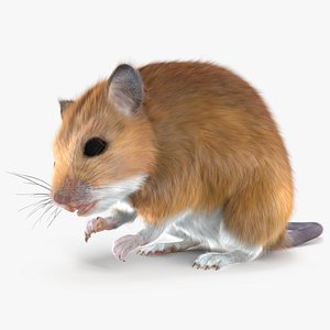3D model Pseudomys Calabyi Fur Rigged