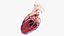 Heart Cross-Section Lateral Animated 3D