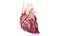 Heart Cross-Section Lateral Animated 3D