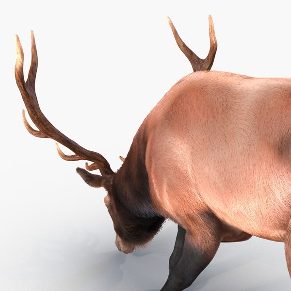 3d elk eating pose fur model