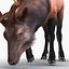 3d elk eating pose fur model