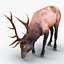 3d elk eating pose fur model