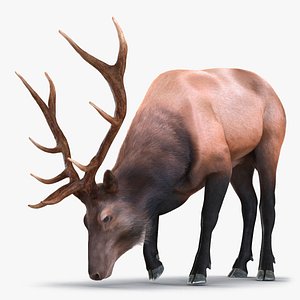 3d elk eating pose fur model