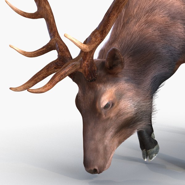 3d elk eating pose fur model