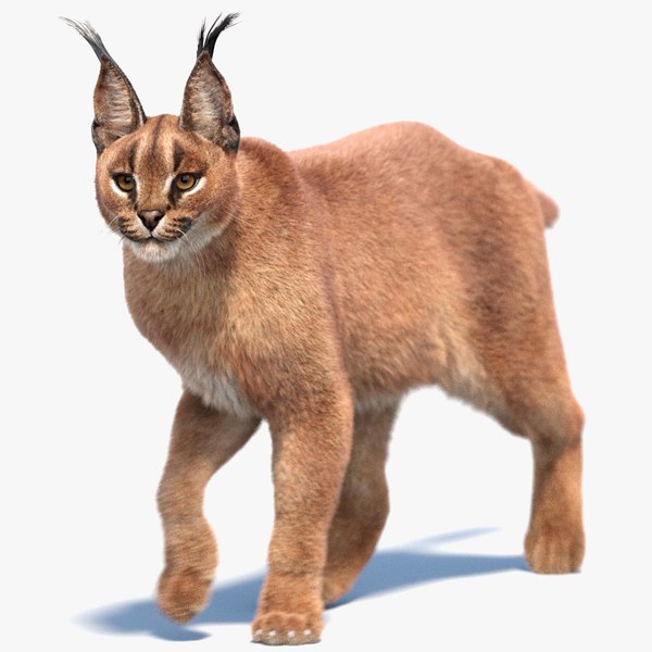 動くカラカルの毛皮3Dモデル - TurboSquid 2329998
