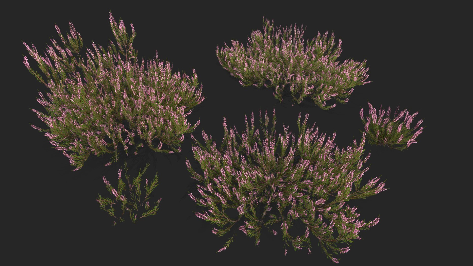 Heather plant 3D model https://p.turbosquid.com/ts-thumb/v8/SJWjHN/9U/preview2/png/1739078827/1920x1080/fit_q87/7f5bb3ddabaad8942b0aeedece8b94a17b3c42d5/preview2.jpg
