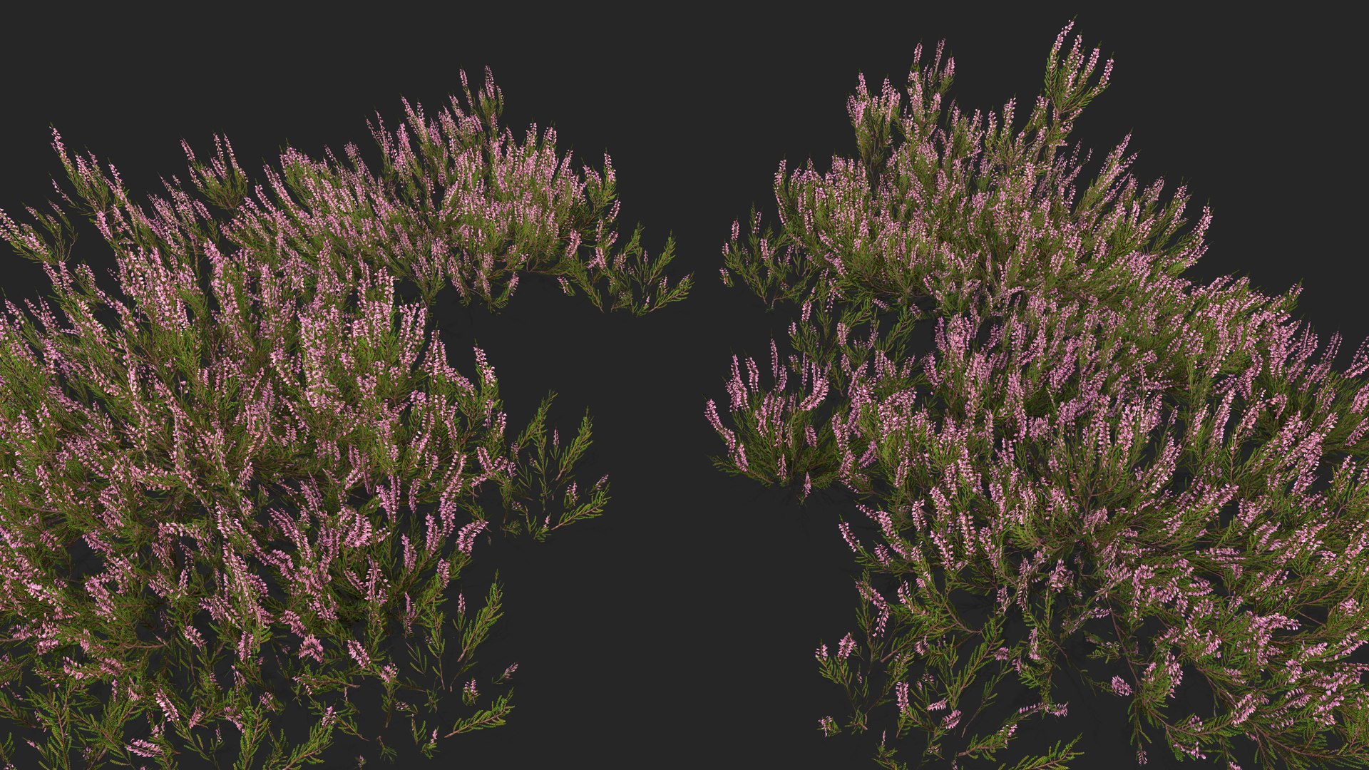 Heather plant 3D model https://p.turbosquid.com/ts-thumb/v8/SJWjHN/Ya/preview3/png/1739078854/1920x1080/fit_q87/edede3c5e48f576e56f77dc2d6aa5588e7c7ba5e/preview3.jpg