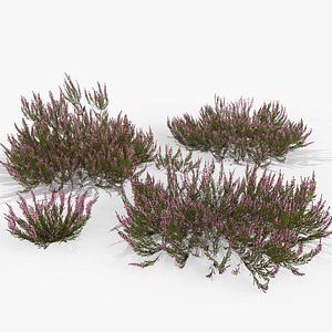 Heather plant 3D model
