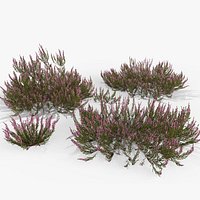 Heather plant