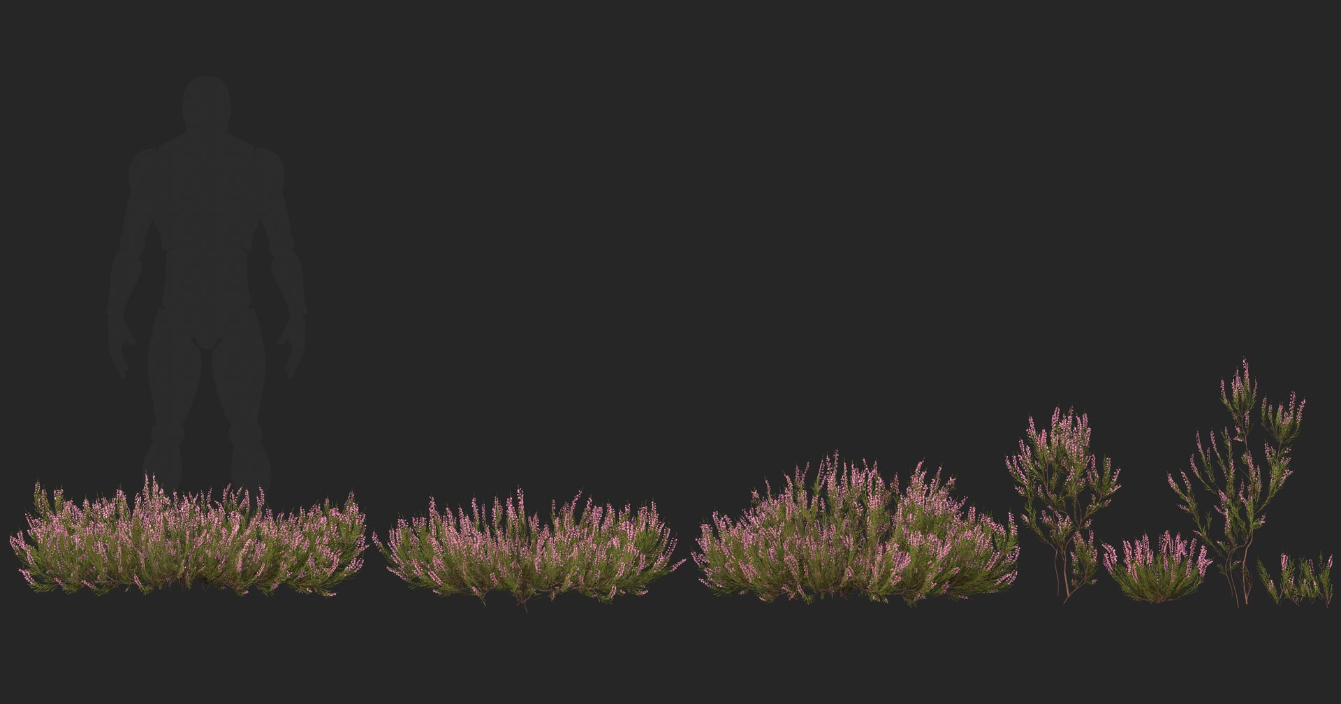 Heather plant 3D model https://p.turbosquid.com/ts-thumb/v8/SJWjHN/zW/preview4/png/1739078823/1920x1080/fit_q87/57cb2dc139555532ce0451d1922254c0e6e72be8/preview4.jpg