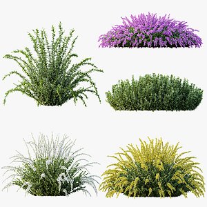AV Spring flowering shrubs Calluna Vulgaris Helena Summer Broom Heather Garden Girls 3D