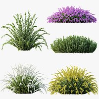 AV Spring flowering shrubs Calluna Vulgaris Helena Summer Broom Heather Garden Girls