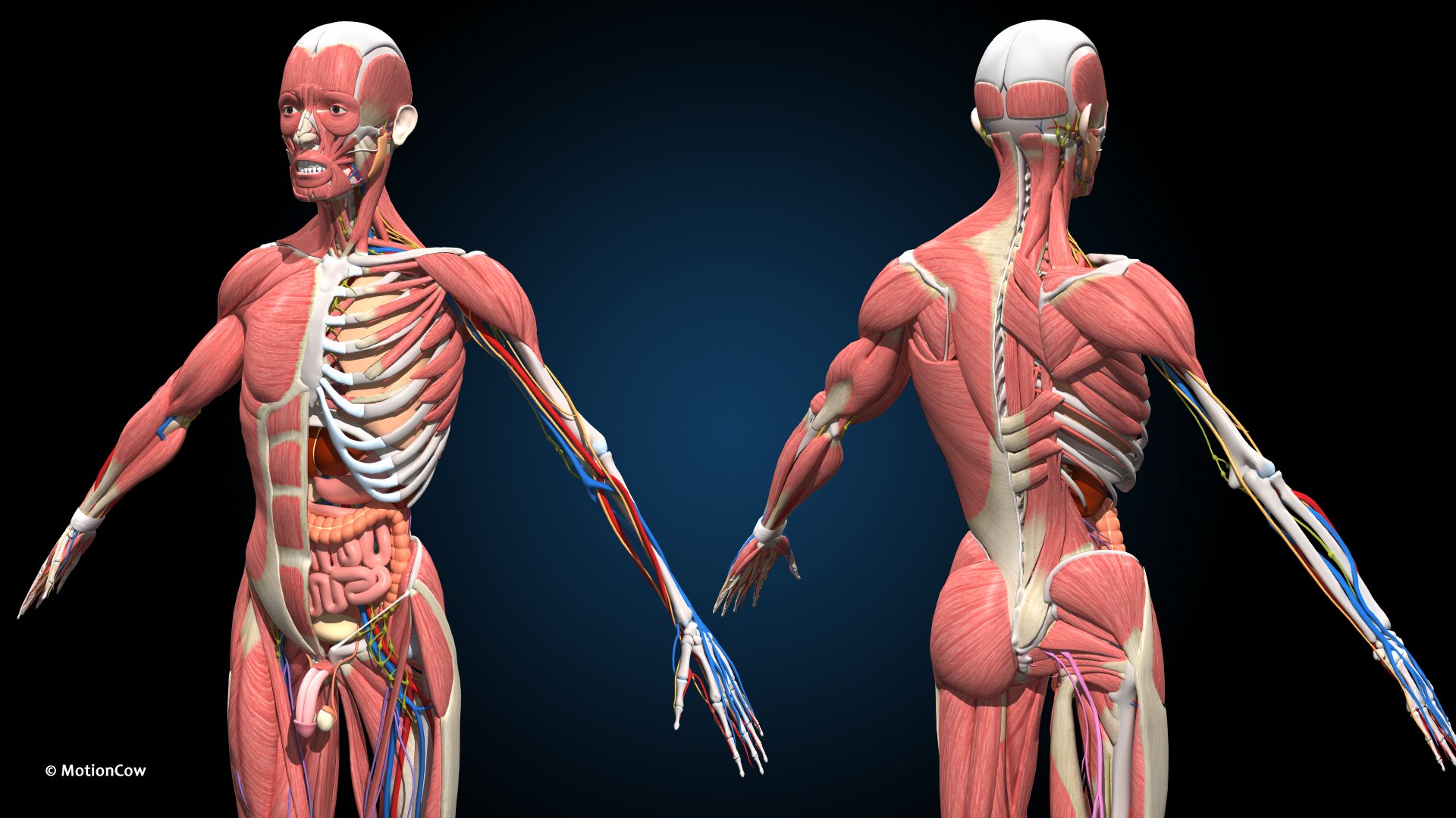 3D Ultimate Male Anatomy - Advanced Rig - TurboSquid 2055821