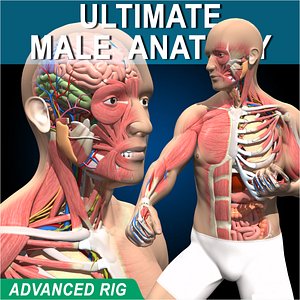 3D Ultimate Male Anatomy - Advanced Rig