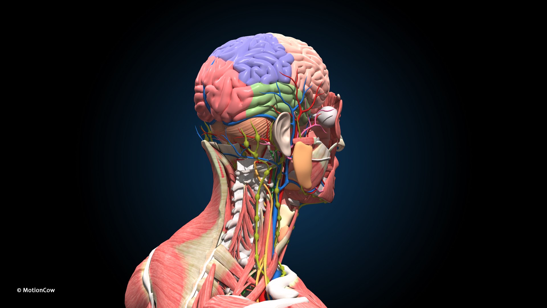 3D Ultimate Male Anatomy - Advanced Rig - TurboSquid 2055821