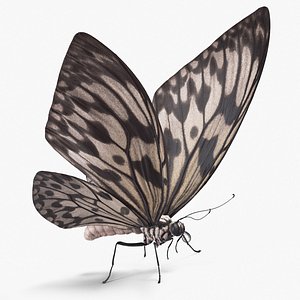 3D idea leuconoe butterfly