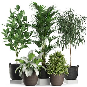 3D model Plants collection 465
