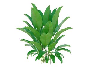 MARANTA CHARUTO CALATHEA LUTEA