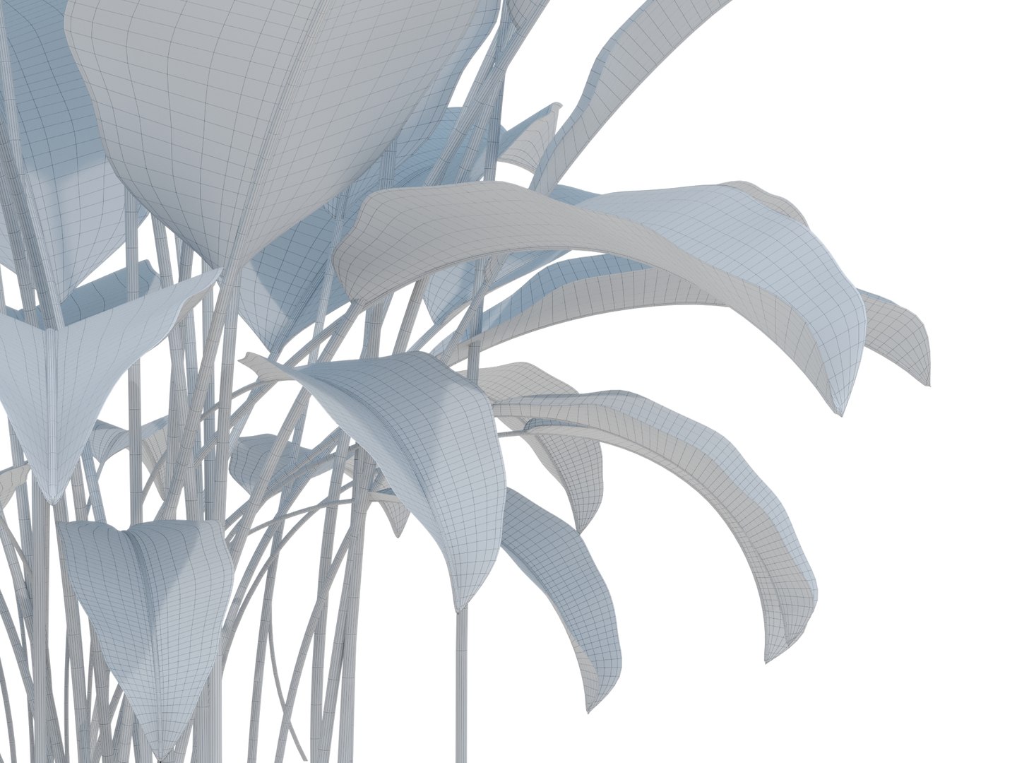 3D MARANTA CHARUTO CALATHEA LUTEA https://p.turbosquid.com/ts-thumb/v8/bW3zY2/jd/marantacharutocalathealutea2024render04wire/jpg/1711982997/1920x1080/fit_q87/5393d6acc6c979749c3d434f4abfb6bb7ff5564a/marantacharutocalathealutea2024render04wire.jpg