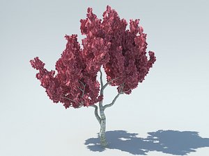 sakura 3D model