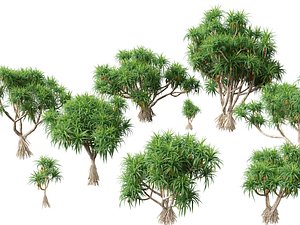 Pandanus tectorius - Screw pine
