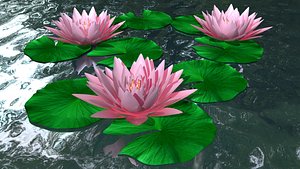 nelumbo pond 3d model