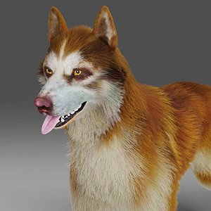 Fur Red Wolf NO Rigged in Blender 3D