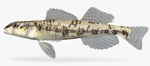 3d model percina vigil saddleback darter