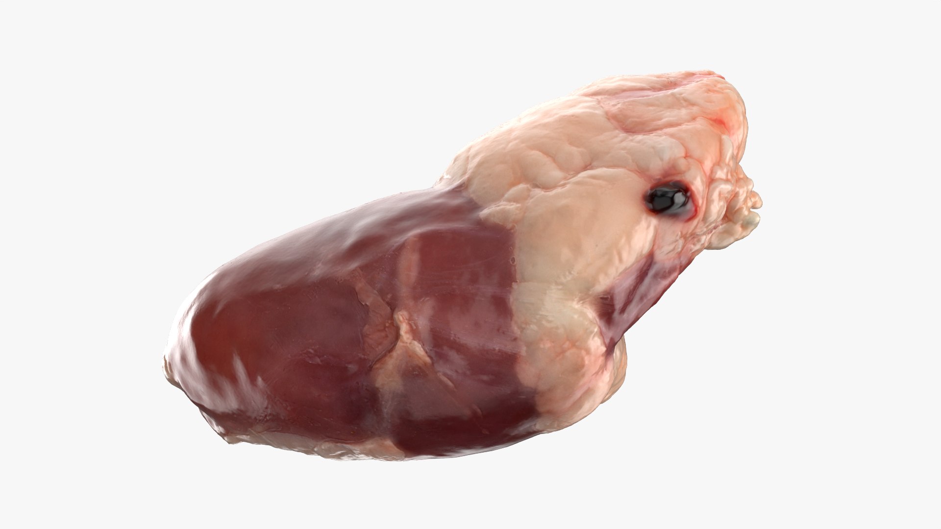 Chicken Heart 02 - Raw Scan 3D model https://p.turbosquid.com/ts-thumb/v9/Eo1Nwk/0z/chickenheart02_0012/png/1765131506/1920x1080/fit_q87/0e7362a59ac67a2a297abeecf63fdf2f96cd5fbc/chickenheart02_0012.jpg