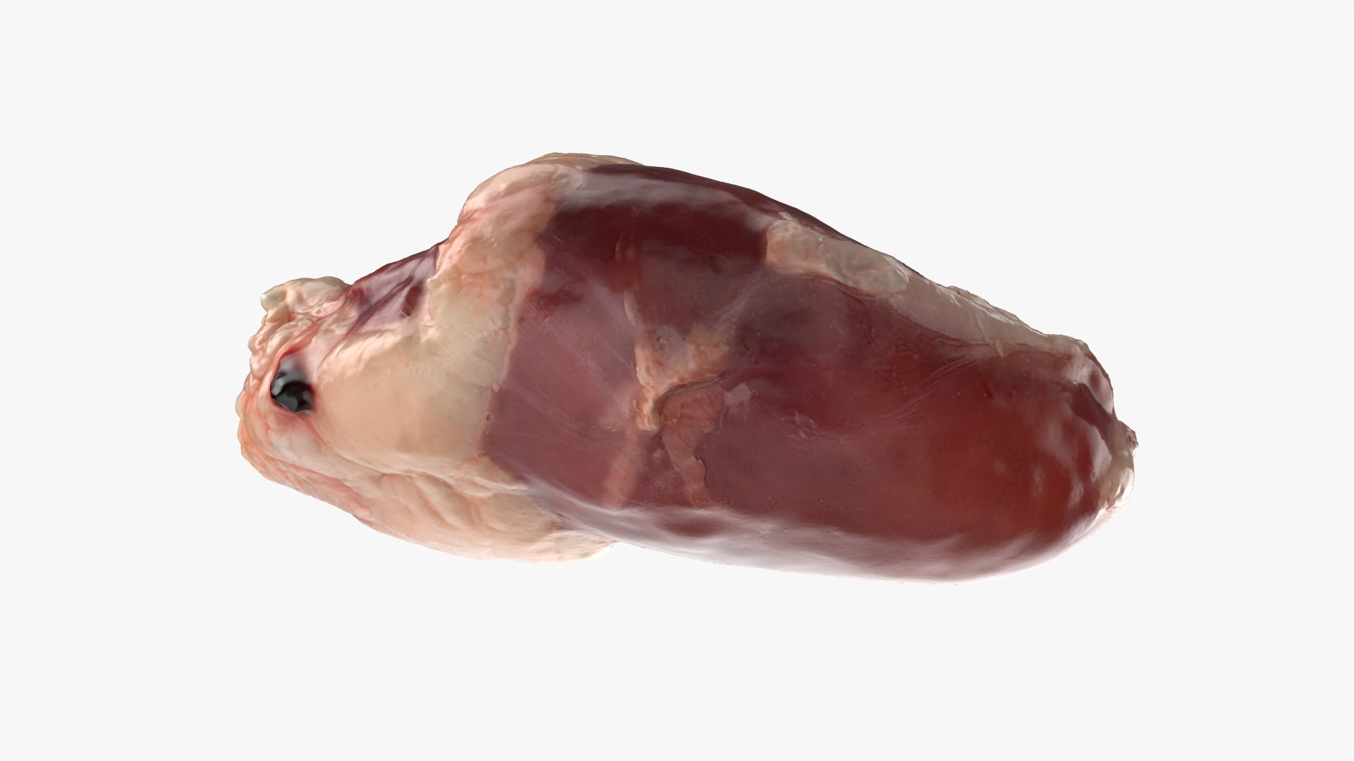 Chicken Heart 02 - Raw Scan 3D model https://p.turbosquid.com/ts-thumb/v9/Eo1Nwk/NG/chickenheart02_0006/png/1765131494/1920x1080/fit_q87/7e0c3b0f5bb9a2e162deb9d19aa86cef5c7c9fb7/chickenheart02_0006.jpg