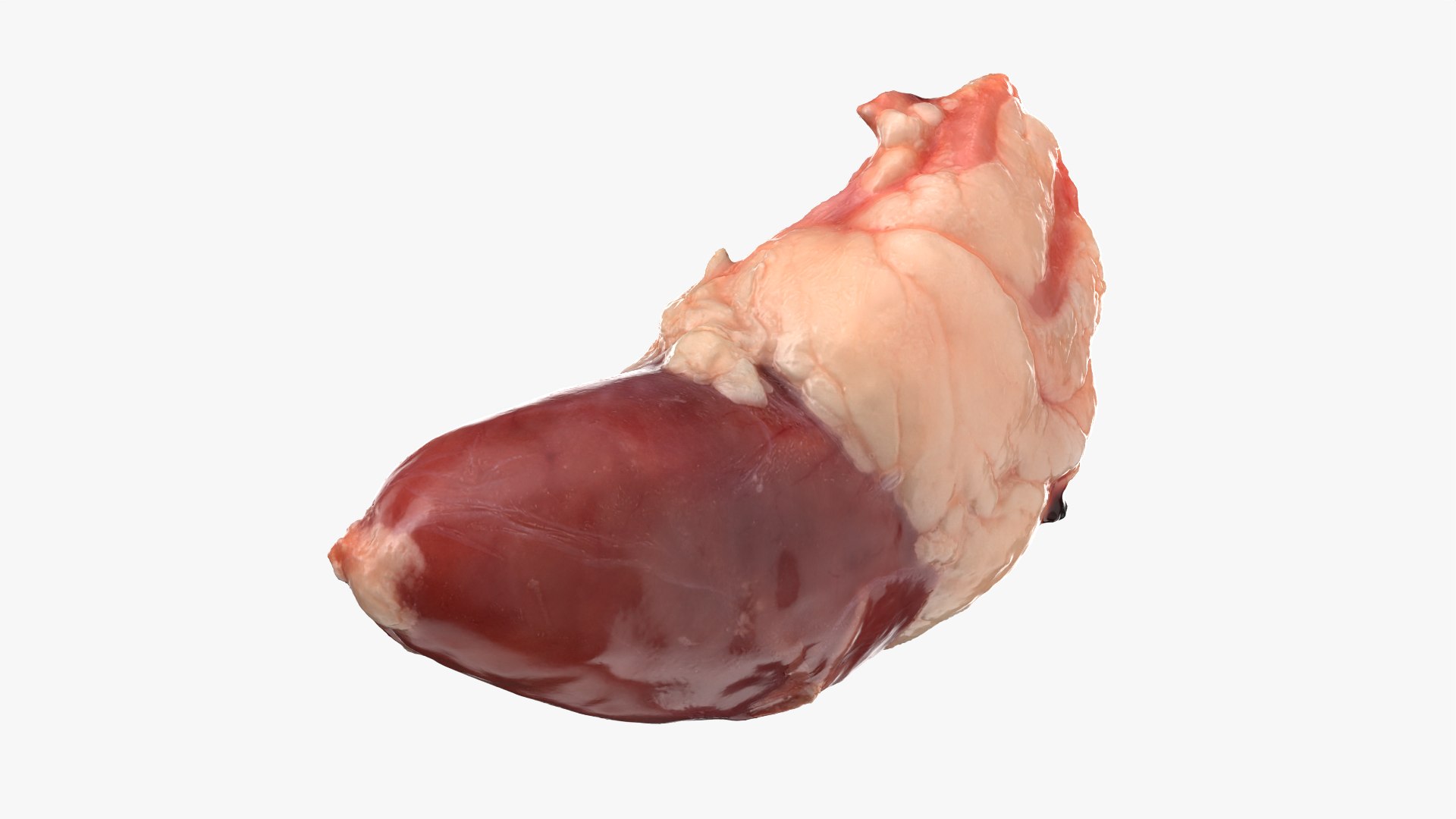 Chicken Heart 02 - Raw Scan 3D model https://p.turbosquid.com/ts-thumb/v9/Eo1Nwk/Vx/chickenheart02_0005/png/1765131494/1920x1080/fit_q87/61c3d168bca7851fa804dac2d6ec001672314318/chickenheart02_0005.jpg
