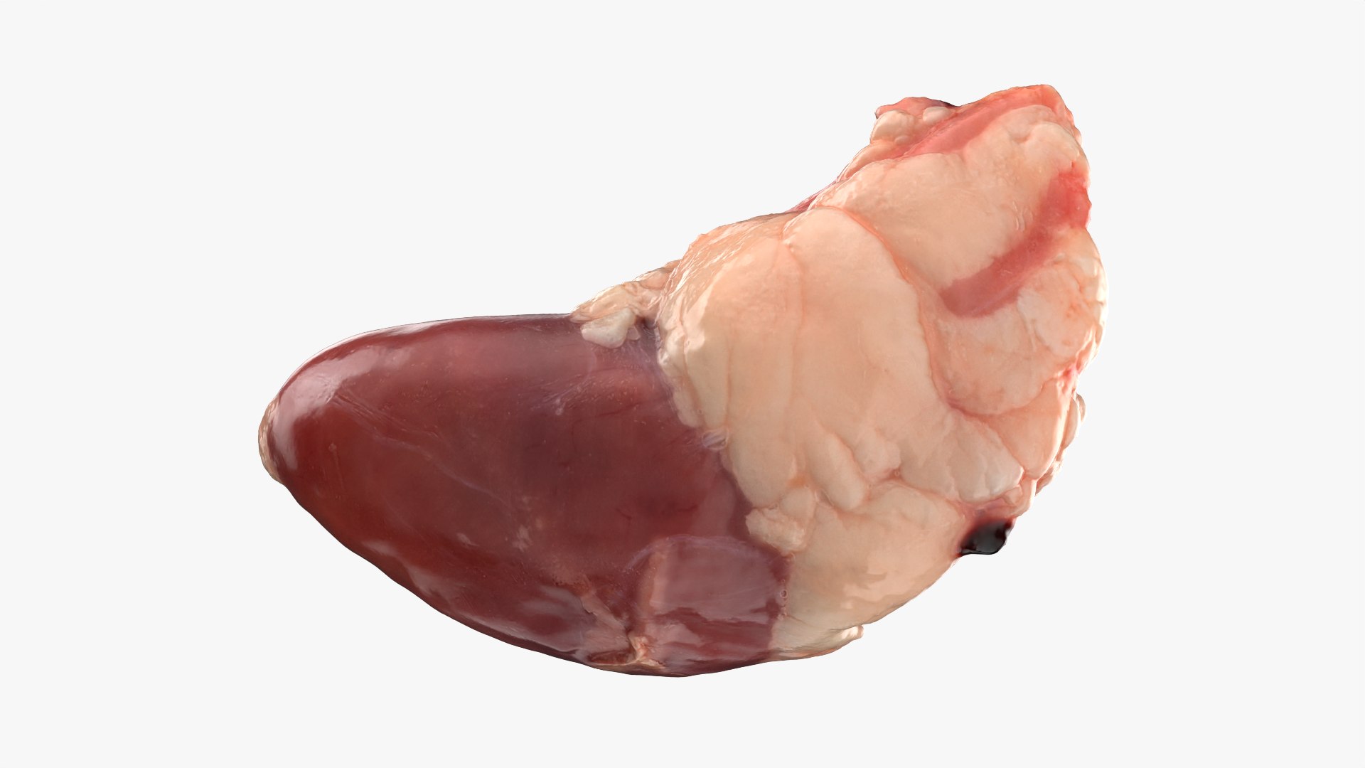 Chicken Heart 02 - Raw Scan 3D model https://p.turbosquid.com/ts-thumb/v9/Eo1Nwk/eb/chickenheart02_0002/png/1765131489/1920x1080/fit_q87/c8645f0c27c64ae794baba808bfffad2d99622f2/chickenheart02_0002.jpg