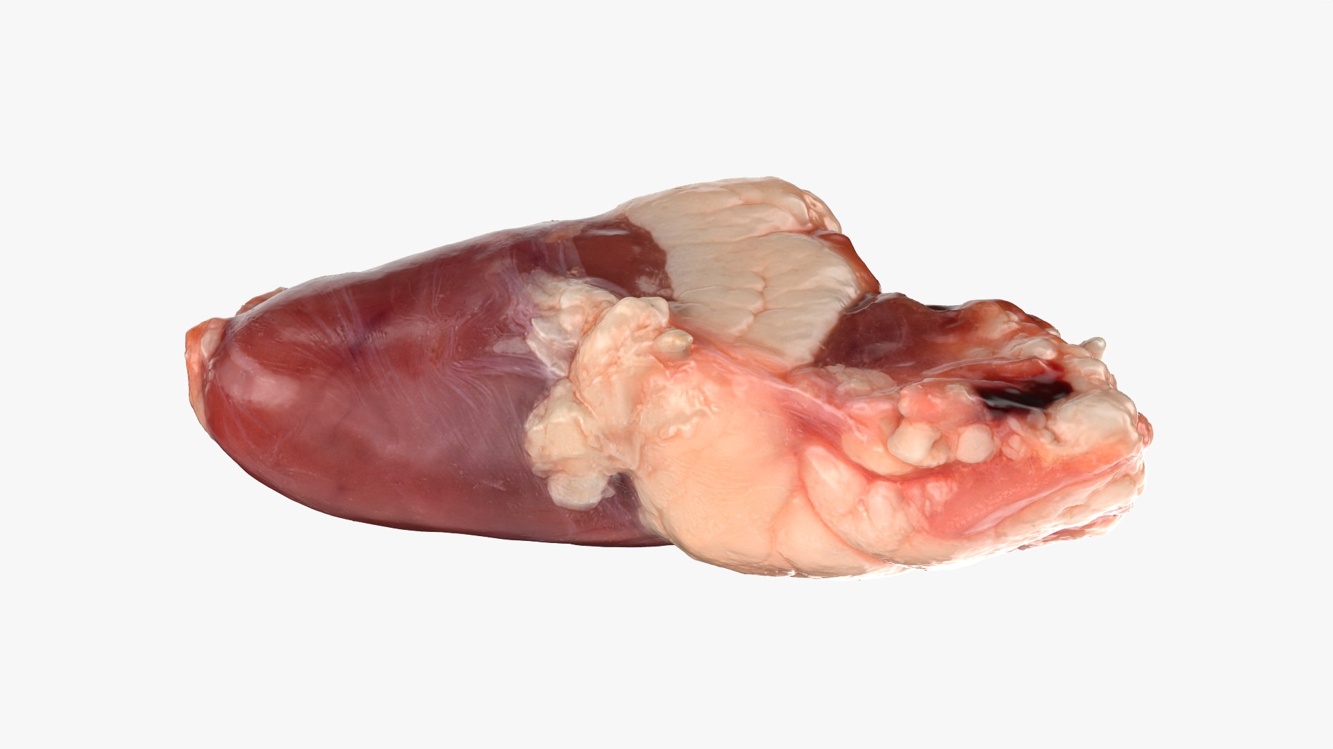 Chicken Heart 02 - Raw Scan 3D model https://p.turbosquid.com/ts-thumb/v9/Eo1Nwk/gj/chickenheart02_0008/png/1765131501/1920x1080/fit_q87/cc7b6569288494371b300f2fc12d0a9fe1064138/chickenheart02_0008.jpg